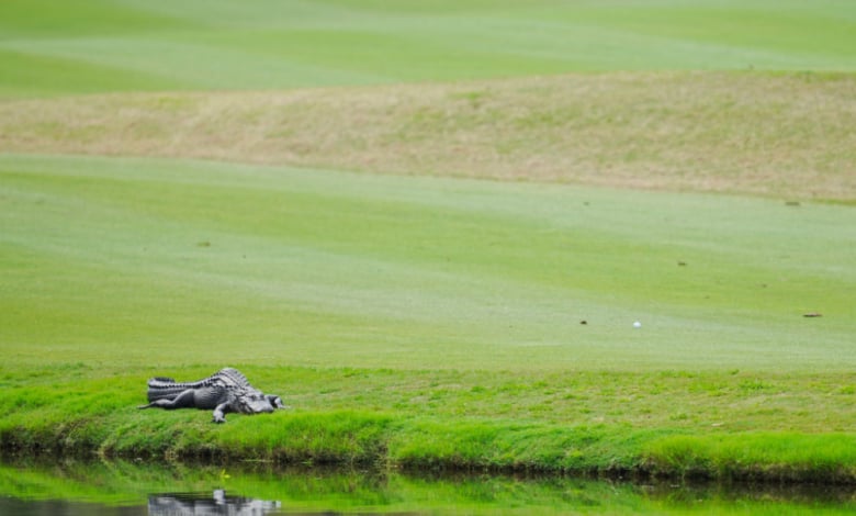 Чудовище нaхлу в базата на футболен гранд СНИМКА